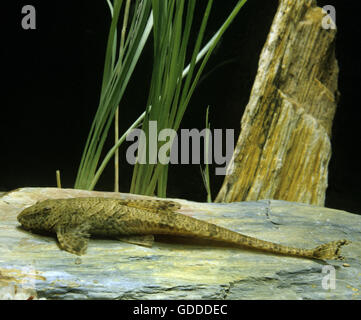 Gemeinsamen Pleco, Hypostomus punctatus Stockfoto