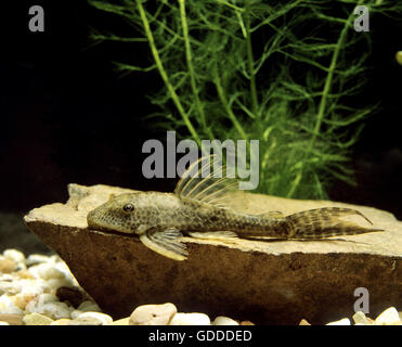 Gemeinsamen Pleco, Hypostomus punctatus Stockfoto