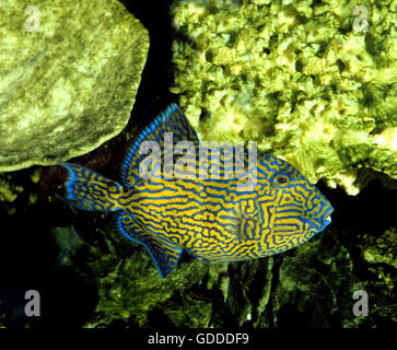 Blaue oder Blue-Lined Tiggerfish, Pseudobalistes Fuscus Stockfoto