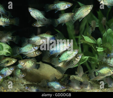 Neon Blue Platy, Xiphophorus maculatus Stockfoto