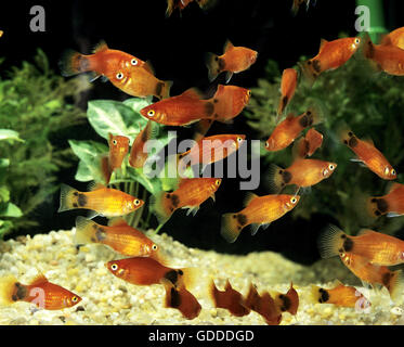 Mickey Maus Platy, Xiphophorus maculatus Stockfoto