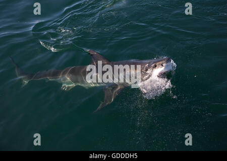 Der weiße Hai, Carcharodon Carcharias, Erwachsenen aus Meer, False Bay in Südafrika Stockfoto