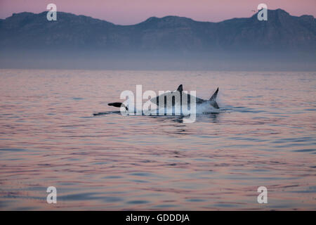 Weißer Hai, Carcharodon Carcharias, Erwachsenen verletzen, Jagd, eine südafrikanische Seebär, Arctocephalus percivali, False Bay in Südafrika Stockfoto