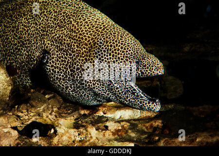 HONEYCOMB-MURÄNE Gymnothorax Favagineus IN Südafrika, Erwachsene mit geöffnet Mund Stockfoto