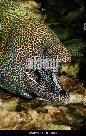 HONEYCOMB-MURÄNE Gymnothorax Favagineus IN Südafrika, Erwachsene mit geöffnet Mund Stockfoto