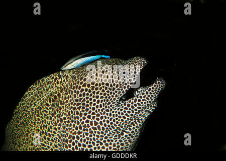 Waben-Muräne, Gymnothorax Favagineus, Erwachsene mit einem Bluestreak Cleaner Wrasse, Labroides Dimidiatus, Südafrika Stockfoto