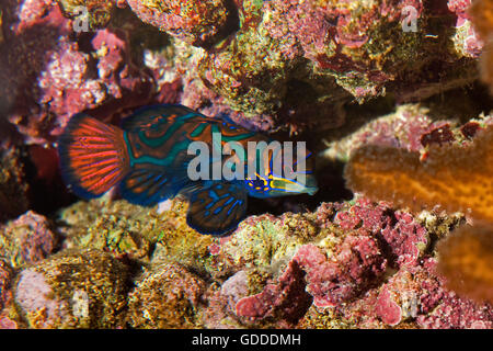 Mandarienenfische, Synchiropus Splendidus getarntes in Coral Stockfoto
