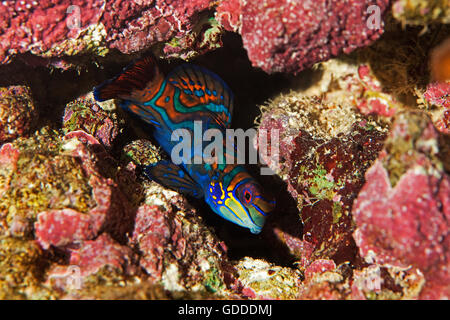 Mandarienenfische, Synchiropus Splendidus getarntes in Coral Stockfoto