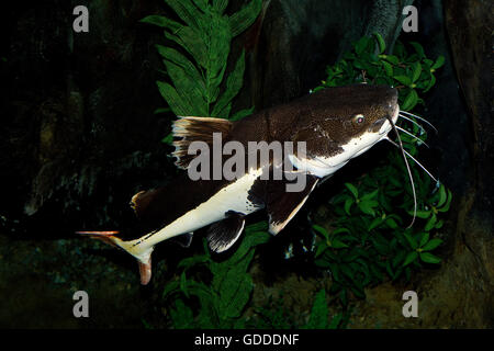 Red Tail Wels, Phractocephalus Hemioliopterus, Erwachsene Stockfoto