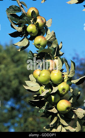 Zweig der Apfelbaum Malus Domestica, Äpfel für Apfelwein, Normandie IN Frankreich Stockfoto