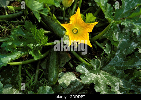 LANGE ZUCCHINI ODER ZUCCHINI MIT SEINER BLUME Stockfoto