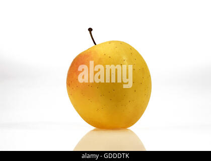 Goldener Apfel, Malus Domestica vor weißem Hintergrund Stockfoto