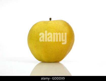 Goldener Apfel Malus Domestica vor weißem Hintergrund Stockfoto