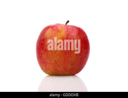 Pink Lady Apfel, Malus Domestica, vor weißem Hintergrund Stockfoto