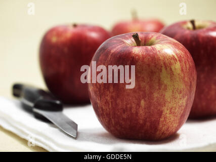 Messer mit Royal Gala Äpfel, Malus domestica Stockfoto