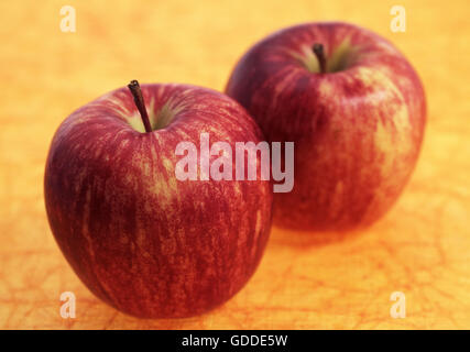 Royal Gala Äpfel, Malus domestica Stockfoto