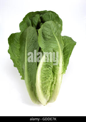 ROMANA Salat Lactuca Sativa vor weißem Hintergrund Stockfoto