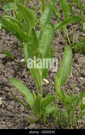 Meerrettich Armoracia rusticana Stockfoto