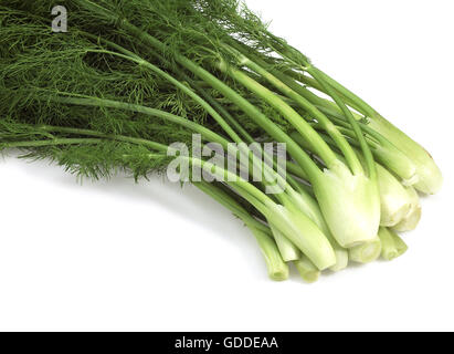 Wenig Fenchel, Foeniculum Vulgare, Gemüse vor weißem Hintergrund Stockfoto