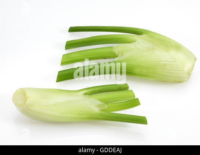 Wenig Fenchel, Foeniculum Vulgare, Gemüse vor weißem Hintergrund Stockfoto