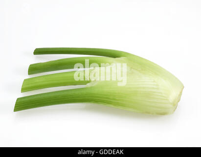 Wenig Fenchel, Foeniculum Vulgare, Gemüse vor weißem Hintergrund Stockfoto