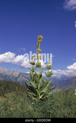Gelbe Enzian Gentiana Lutea, Berg IN französische Alpen Stockfoto