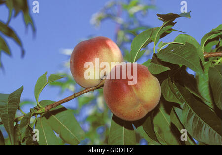 PEACHS Persica Vulgaris ON A BRANCH Stockfoto