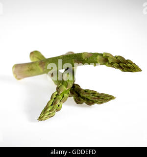 Grüner Spargel, Spargel Officinalis vor weißem Hintergrund Stockfoto