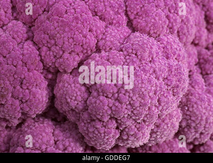 LILA BLUMENKOHL VOR WEIßEM HINTERGRUND Stockfoto