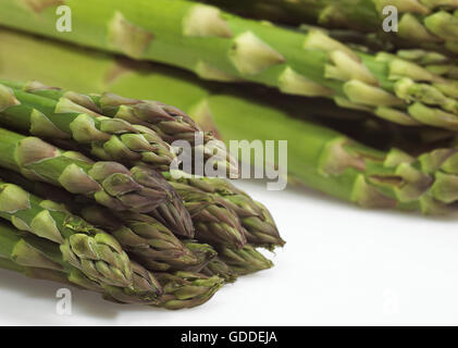 Grüner Spargel, Spargel Officinalis vor weißem Hintergrund Stockfoto