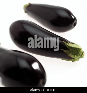 Auberginen oder Auberginen Solanum Melongena vor weißem Hintergrund Stockfoto