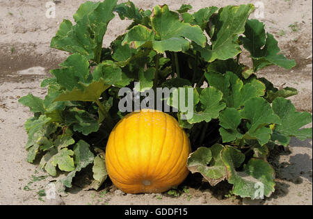 FRANZÖSISCHE Kürbis genannt ROUGE VIF D'ETAMPES Cucurbita maxima Stockfoto