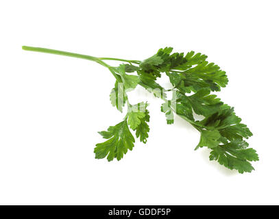 Wohnung-Leaved Petersilie Petroselinum Crispum Hintergrund weiß Stockfoto