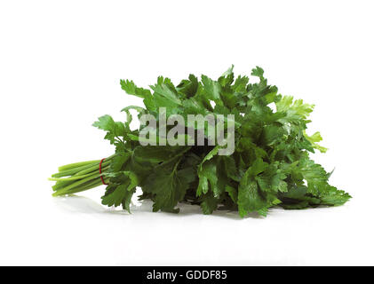 Wohnung-Leaved Petersilie Petroselinum Crispum Hintergrund weiß Stockfoto