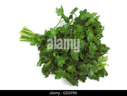 Wohnung-Leaved Petersilie Petroselinum Crispum Hintergrund weiß Stockfoto