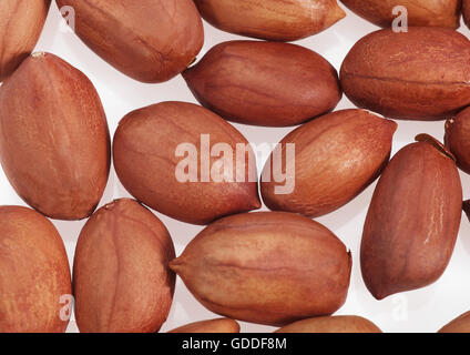 Erdnüsse, Arachis Hypogaea, Früchte vor weißem Hintergrund Stockfoto