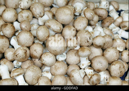 Taste oder kultivierte Pilz, Agaricus bisporus Stockfoto