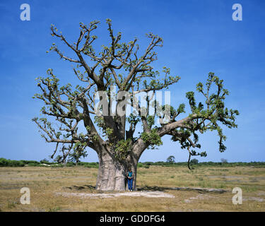 Frau in der Nähe von Baobab Baum, Senegal Stockfoto