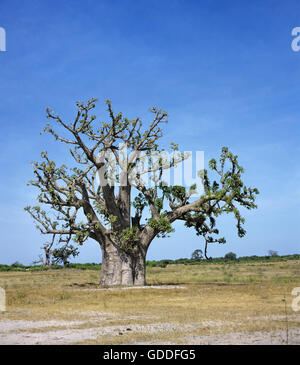 Baobab in Senegal Stockfoto