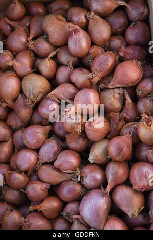 Shallotts, Allium Escalonicum am Gemüsemarkt Stockfoto