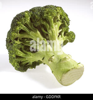 Brokkoli, Kohl, Brassica Oleracea vor weißem Hintergrund Stockfoto