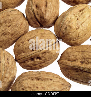 Walnuss, Juglans Regia, Früchte vor weißem Hintergrund Stockfoto