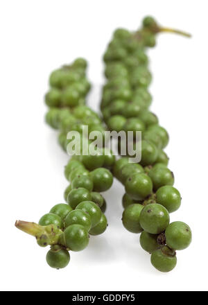 Frischer grüner Pfeffer, Piper Nigrum, Beeren, weißer Hintergrund Stockfoto