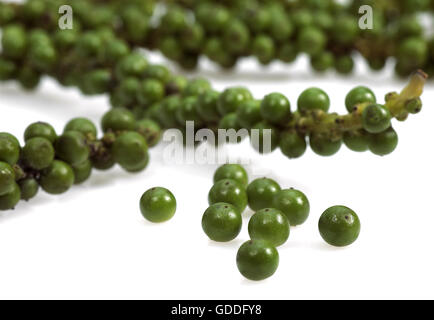 Frischer grüner Pfeffer, Piper Nigrum, Beeren, weißer Hintergrund Stockfoto