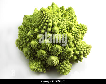 ROMANESCO Kohl Brassica Oleracea vor weißem Hintergrund Stockfoto