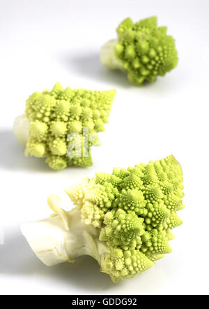 ROMANESCO Kohl Brassica Oleracea vor weißem Hintergrund Stockfoto