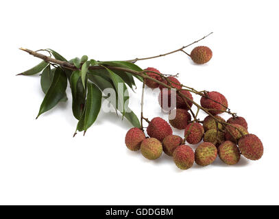 Litschi oder Litchee, Litchi Sinensis, exotische Früchte vor weißem Hintergrund Stockfoto