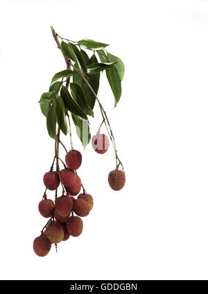 LITSCHI oder LITCHEE Litchi Sinensis vor weißem Hintergrund Stockfoto