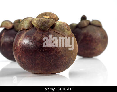 MANGOSTAN-Frucht Garcinia Mangostana vor weißem Hintergrund Stockfoto