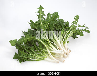 LÖWENZAHN SALAT VOR WEIßEM HINTERGRUND Stockfoto